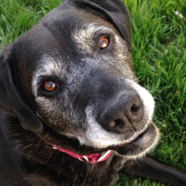/Images/uploads/Humane Society of Utah/HSUCalendar/entries/1628thumb.jpg
